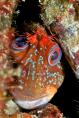 The Crosseyed Tompot - James Wright - Mega-Macro - 2nd Place